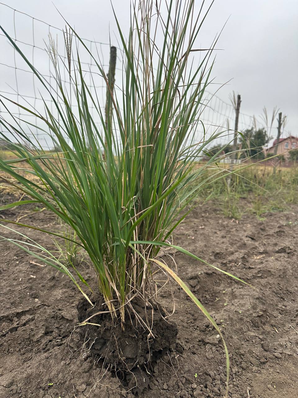 Війник Карл Форстер 2