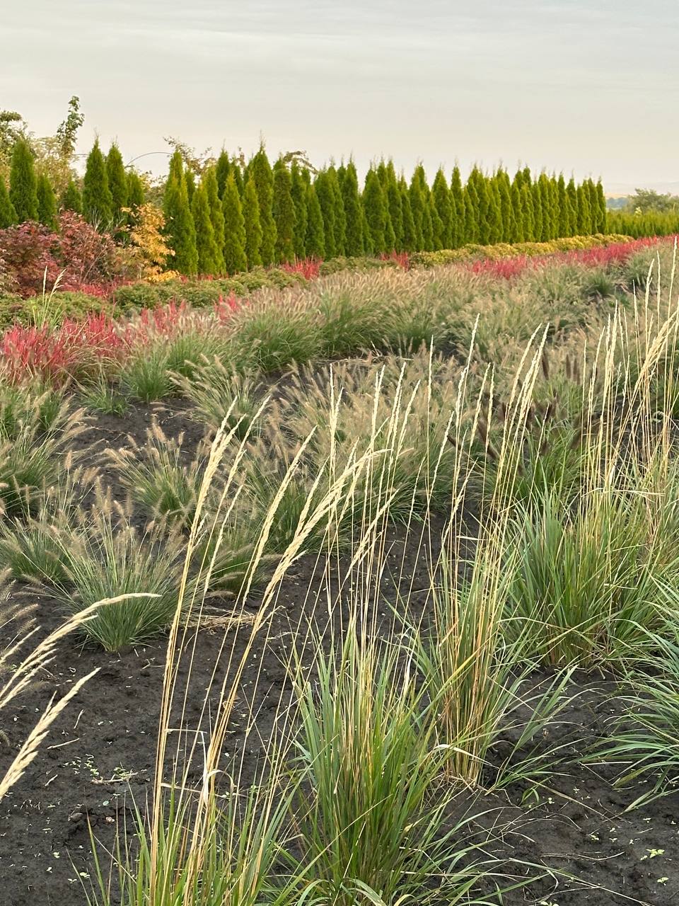 Війник Карл Форстер 3