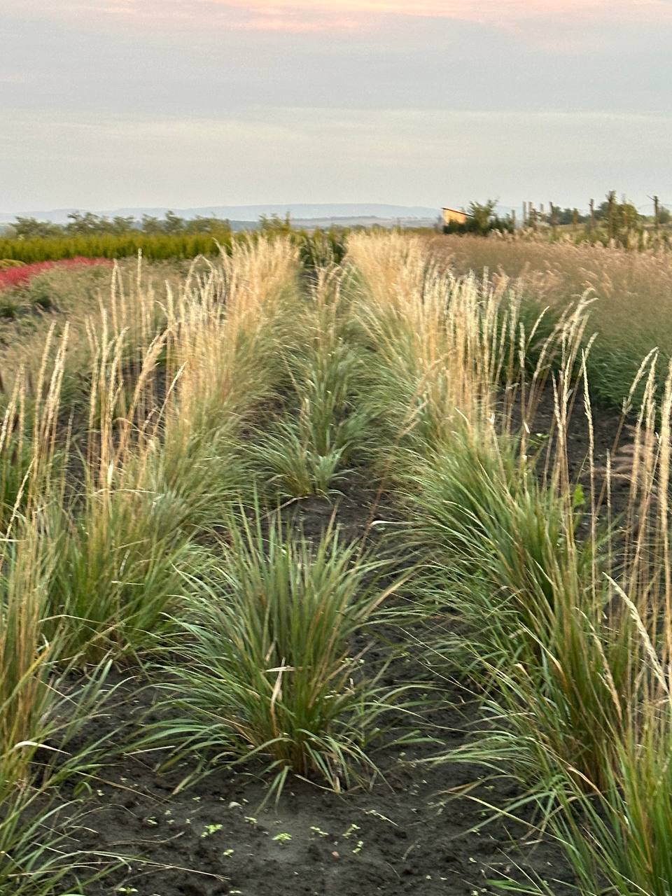 Війник Карл Форстер 4