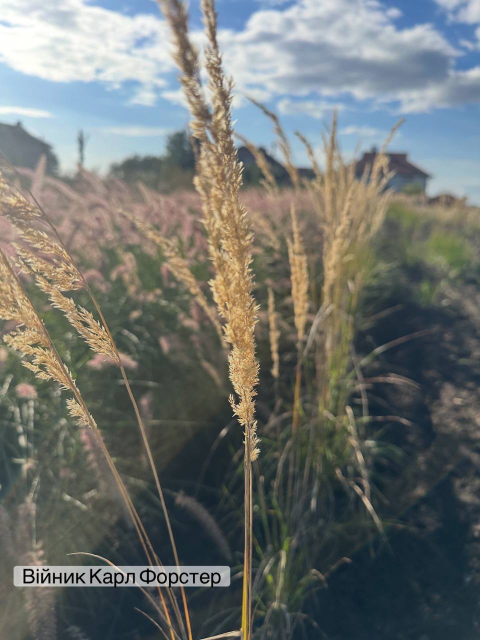 Війник Карл Форстер 6