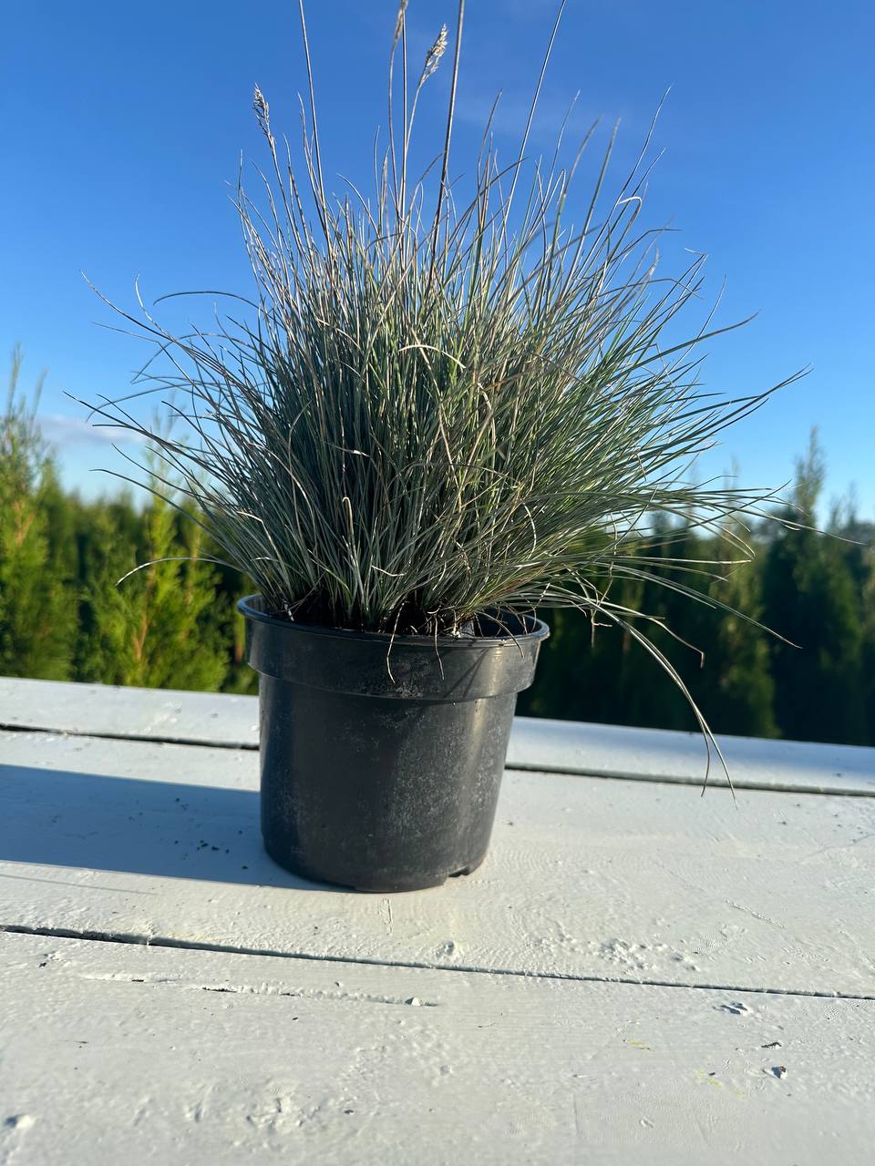 Вівсяниця сиза 1