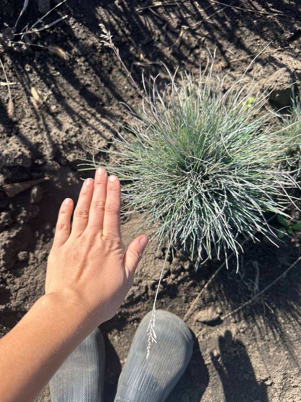 Вівсяниця сиза 2