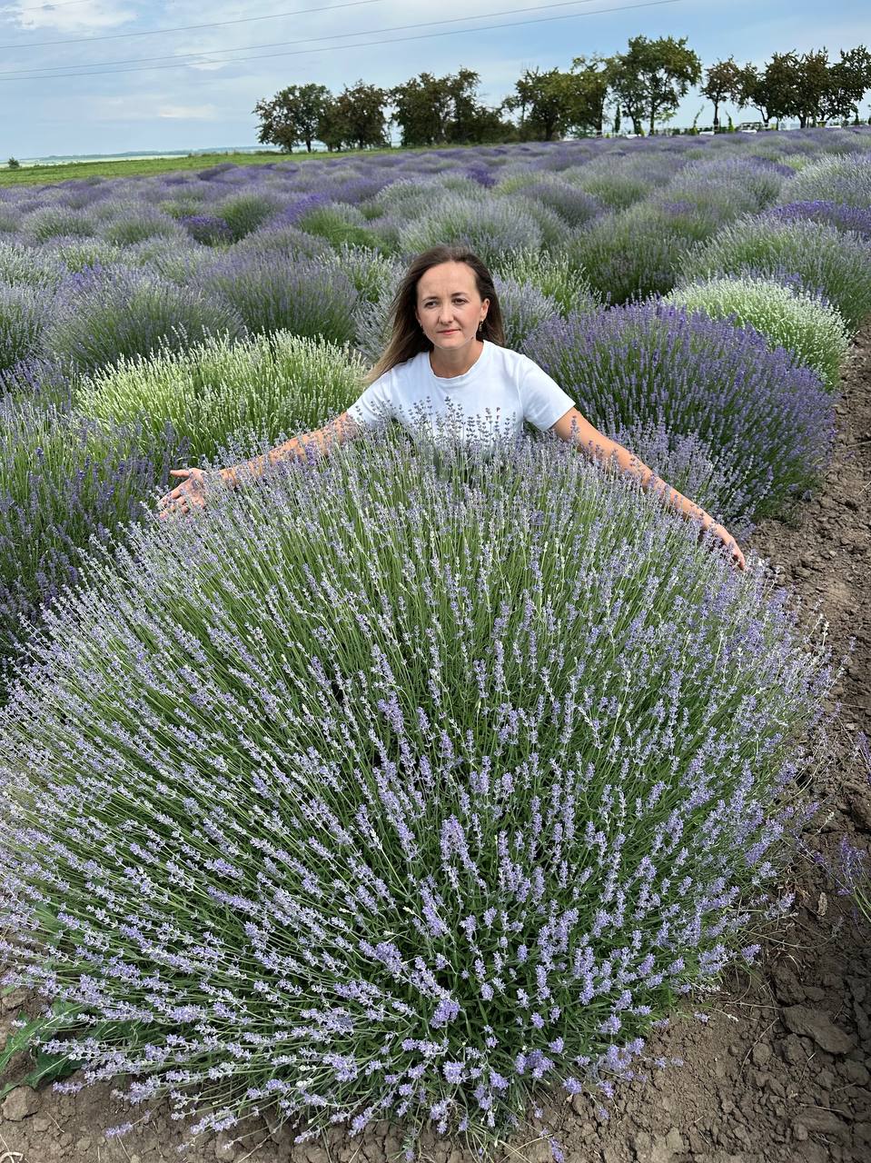 Букети лаванди на полі