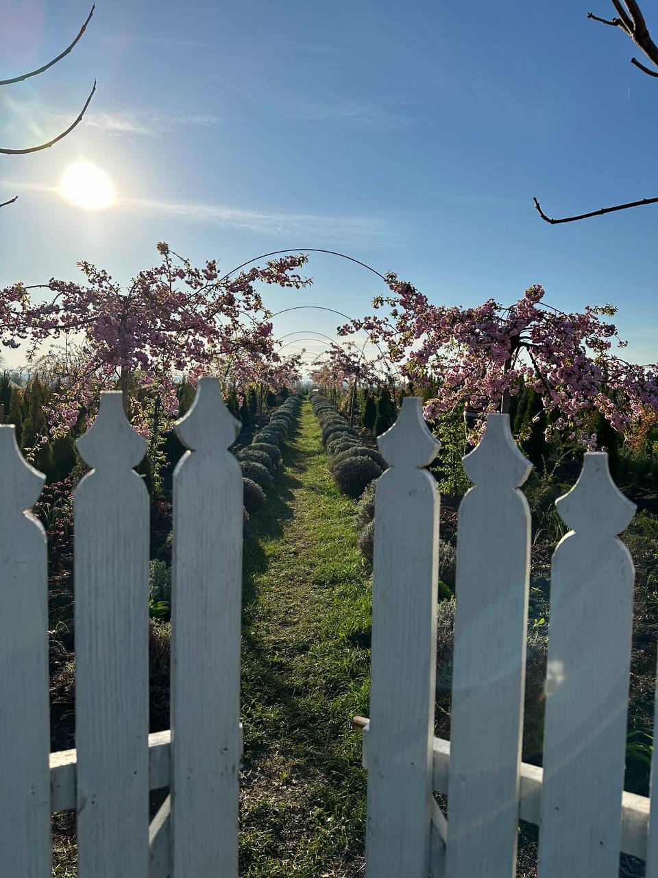 Білий паркан з квітучою сакурою та лавандовим полем