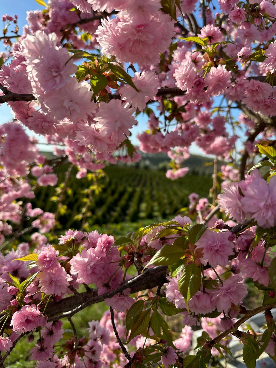Рожеві квіти сакури з розсадником на тлі
