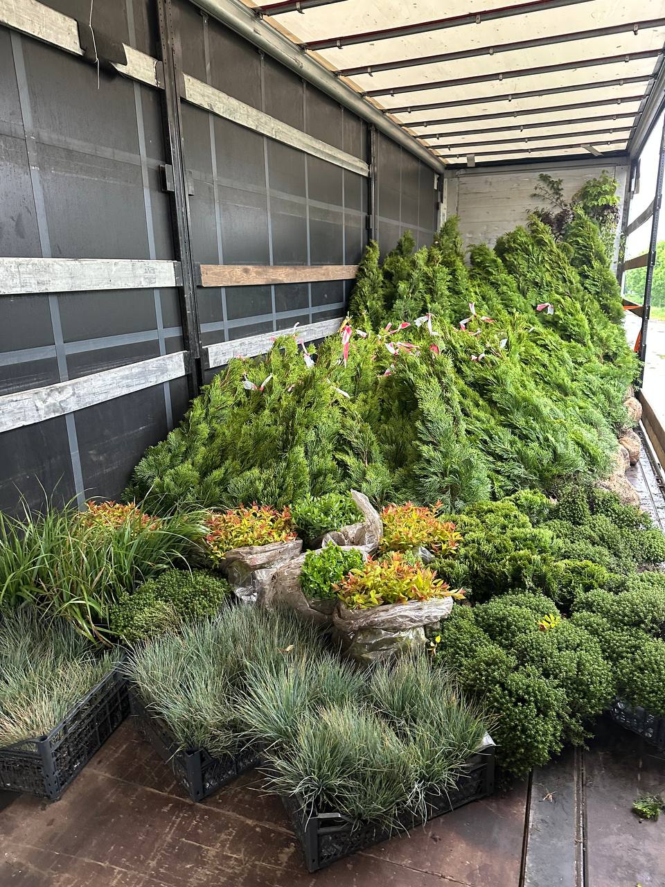 Різноманіття рослин для оптових клієнтів